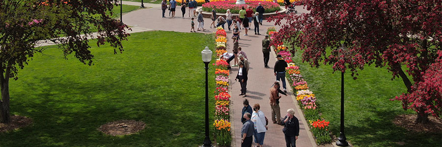 Tulips lining a path