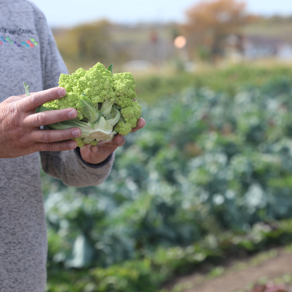 head of lettuce