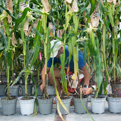 man digging in pots
