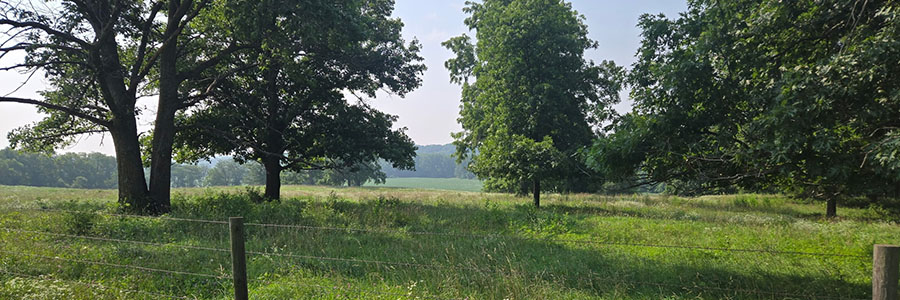 Ann's Farm Rolling hills with green grass, a few mature trees and a wire fence.