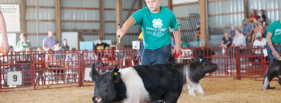 Marion County Fair A 4-Her showing his pig at the Swine Show.