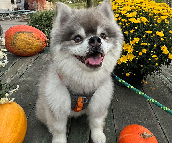 A puppy surrounded by pumpkins